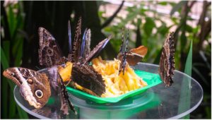 Butterflies clustered around a plate of fruit