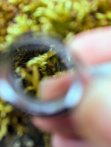 A closeup of a magnifying glass inspecting lichen